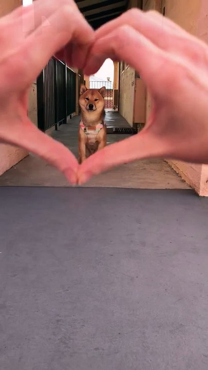 Super Talented Pooch