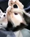 Husky Pup Acting Hilariously Weird
