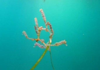 10 Baby Seahorses Share a Piece of Seaweed