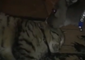 Sleepy Cat Enjoys Being Groomed by Kangaroo Joey