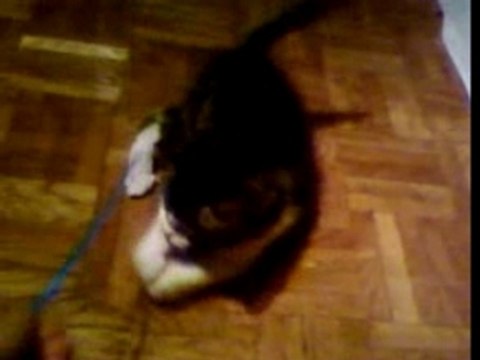 Chat jouant avec la paille