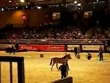 championnat du monde des chevaux arabes - pouliches