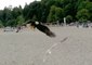 Bald Eagle Attacks Seagull on Vancouver Beach
