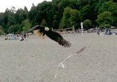 Bald Eagle Attacks Seagull on Vancouver Beach