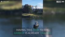 Killer whales spotted in Victoria Harbour, Canada