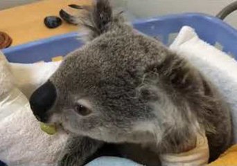 Cute Koala Devours Leaf 'Sludge' While Recovering From Fractured Jaw
