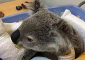 Cute Koala Devours Leaf 'Sludge' While Recovering From Fractured Jaw