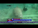 Polemik Ikan Arapaima di Indonesia-NET24