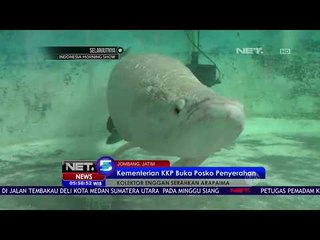 Tải video: Kolektor Arapaima Menolak Memberikan Ikan Miliknya Jika Bukan Pemerintah yang Mengambil - NET 5