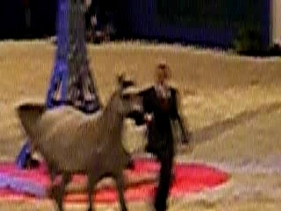 championnat du monde des chevaux arabes - pouliches