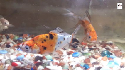 Rare Species of Fish  Aquarium | Fish Market in Delhi, India