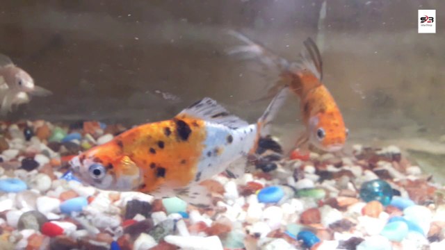 Rare Species of Fish Aquarium | Fish Market in Delhi, India