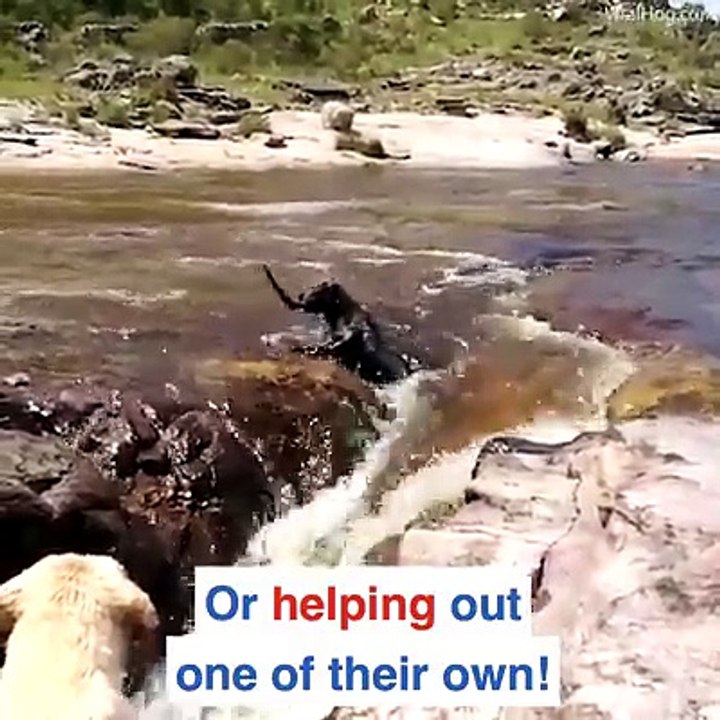 Every Dog Can Be a Hero!