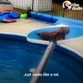 When these people saw animals drowning in their swimming pools, they acted fast to save their lives 