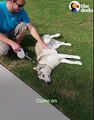 This dog throws a temper tantrum every time he has to leave the park 