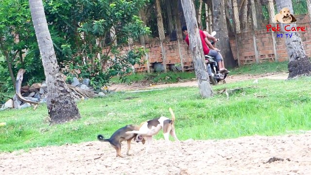 Awesome Village Animals Daily - More Funny With My Village Animals