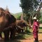 This will make you want a pet elephant!Follow Howlers for more!