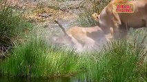 ANIMAL ATTACKS - Most Spectacular Animals Hunting Compilation including Lions Mongoose Jaguar - video clips