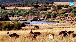 Hero Baboons Save Impala From Cheetah in Kruger National Park __ Baboon vs Cheetah __ -super video clips-