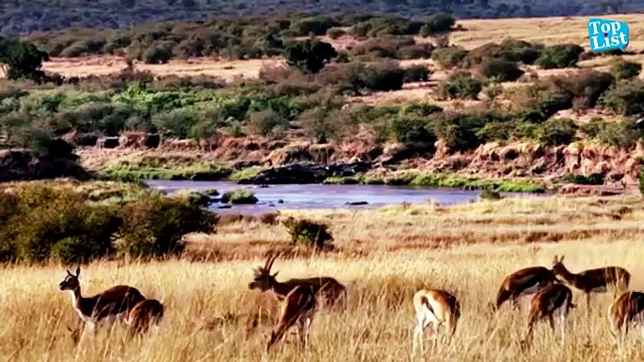 Hero Baboons Save Impala From Cheetah in Kruger National Park __ Baboon vs Cheetah __ -super video clips-