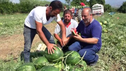 Bu karpuzlar kapıda tek tek kontrol ediliyor... Tarladan sofraya Atça karpuzu