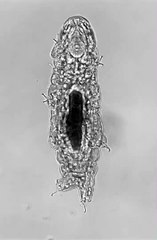 فيديو غريب لكائنات تعيش 30 سنة دون طعام أو ماء!