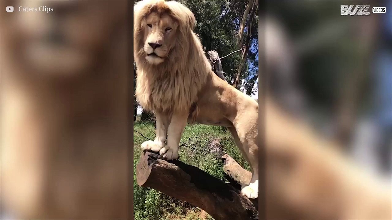 Είναι αυτό το πιο όμορφο λιοντάρι στον κόσμο;
