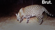 États-Unis : un jaguar a été tué dans de mystérieuses circonstances