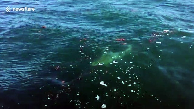 Un requin mange la queue d'un requin