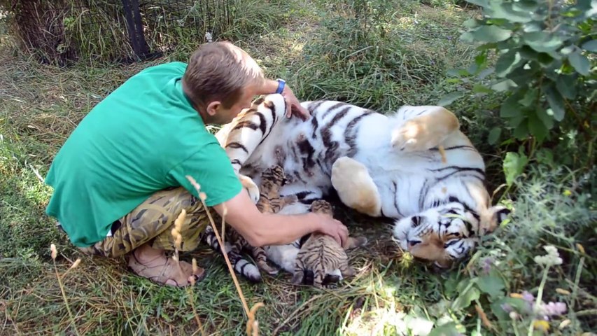 Un tigre et ses tigrous