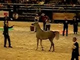 championnat du monde des chevaux arabes - pouliches