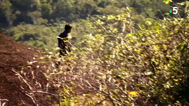 Des enfants attrapent des mygales pour les manger