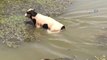 Sıcaktan Bunalan Hayvanlar Baraj Suyunda Serinliyor