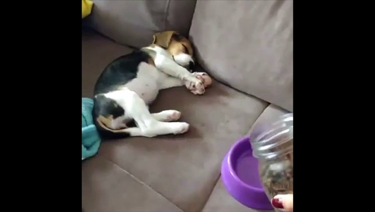 La réaction de ce chiot quand il entend le bruit des croquettes : mythique