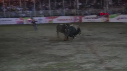 Artvin Şampiyon Boğa 'Küçük Enişte'ye Coşkulu Karşılama