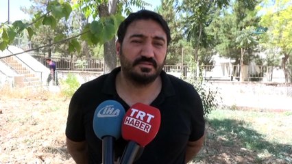 Gercüş'te fıstık ağaçları aşılanmaya başlandı