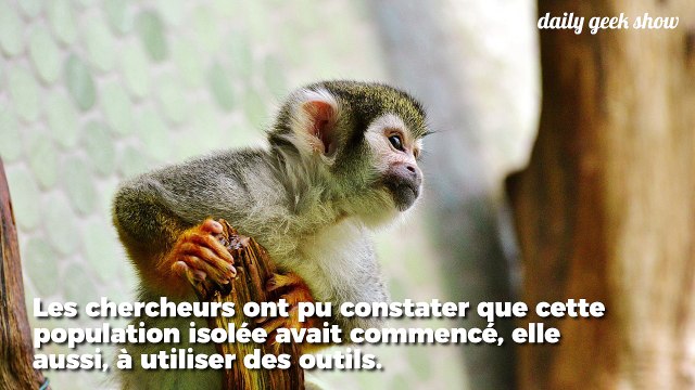 Ces singes isolés du monde ont appris à se servir d'outils