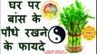 Vastu tips keep bamboo plants in home for money and happiness, घर पर बांस के पौधे रखने के फायदे