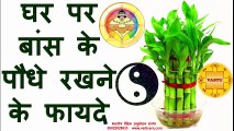 Vastu tips keep bamboo plants in home for money and happiness, घर पर बांस के पौधे रखने के फायदे