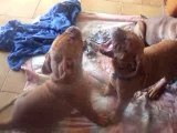 video chiots dogue de bordeaux