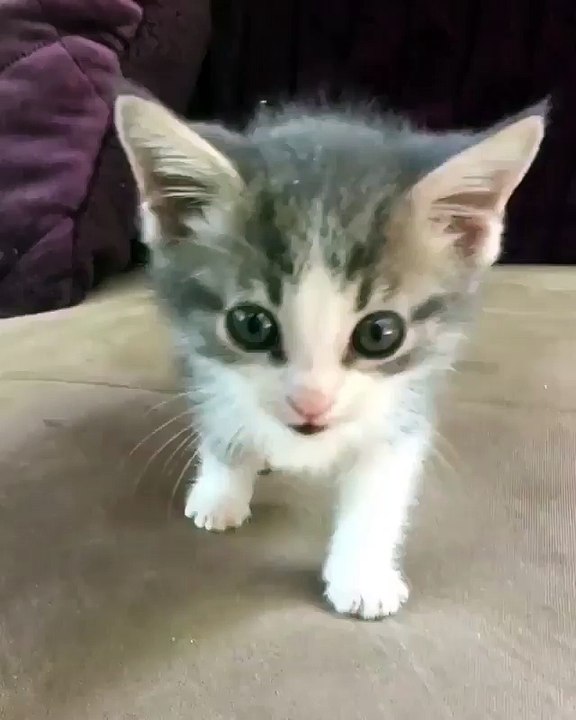 My new kittie just arrived to my house & Cute compilation