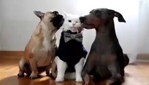 This is what it called to Be a boss next to dogs & Cute Boss cat & home cats