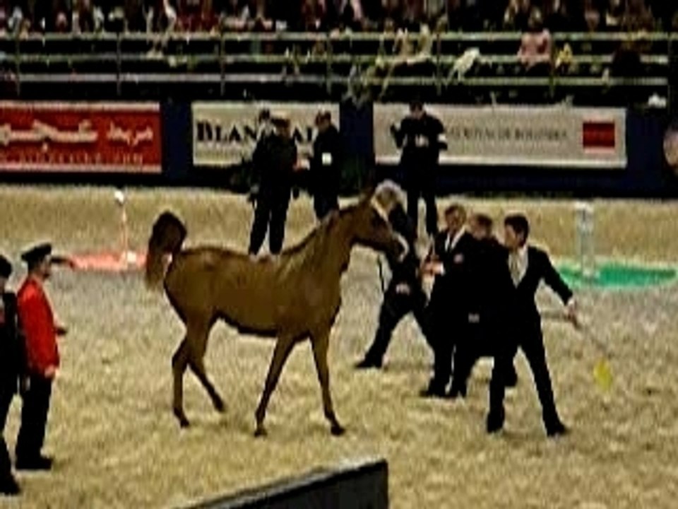 salon du cheval 2007