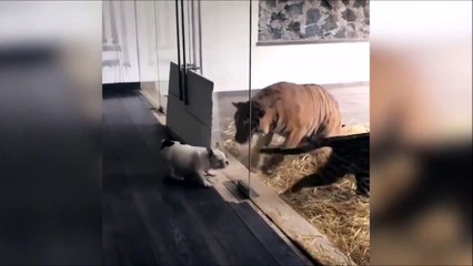 Un chien téméraire cherche les embrouilles à un tigre...