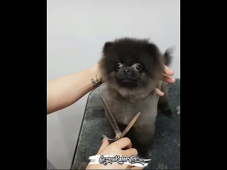 Bakım Yapılmasından Oldukça Mutlu Olan Köpekçik