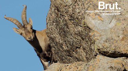 Pourquoi les caprins sont d'aussi bons grimpeurs