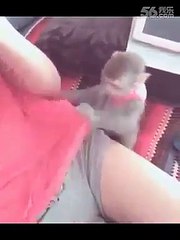 KADIN ŞAŞKIN _ MAYMUN TACİZ EDİYOR