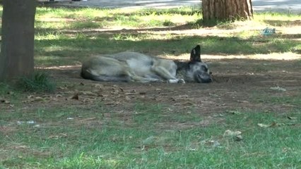 Adana'da Termometreler 43 Dereceyi Gösterdi