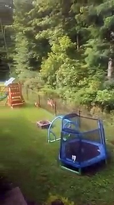 Un chien et une biche s'amusent comme des petits fous