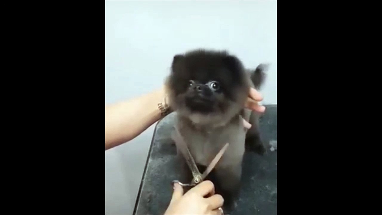 Ce chien se fait toiletter sur la musique DuckTales... Adorable